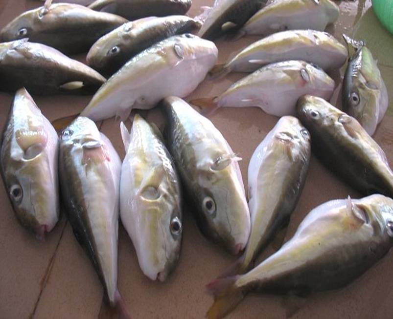 太阳成集团tyc7111cc|华尔街日报妄称中国是“真正的亚洲病夫” 中方回应