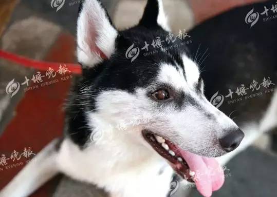 国产磁悬浮人工心脏诞生“钢铁侠”要成真了!“太阳成集团tyc7111cc”(图3) 太阳成集团tyc7111cc