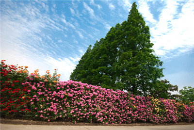 太阳成集团tyc7111cc-光明乳业总裁:中国生乳标准几乎是全世界最差(图2) 太阳成集团tyc7111cc