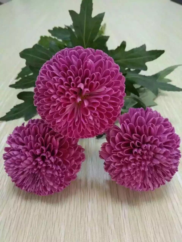 “太阳成集团tyc7111cc”上海邮政牵手北美移动电商“Wish邮”落户上海(图1) 太阳成集团tyc7111cc