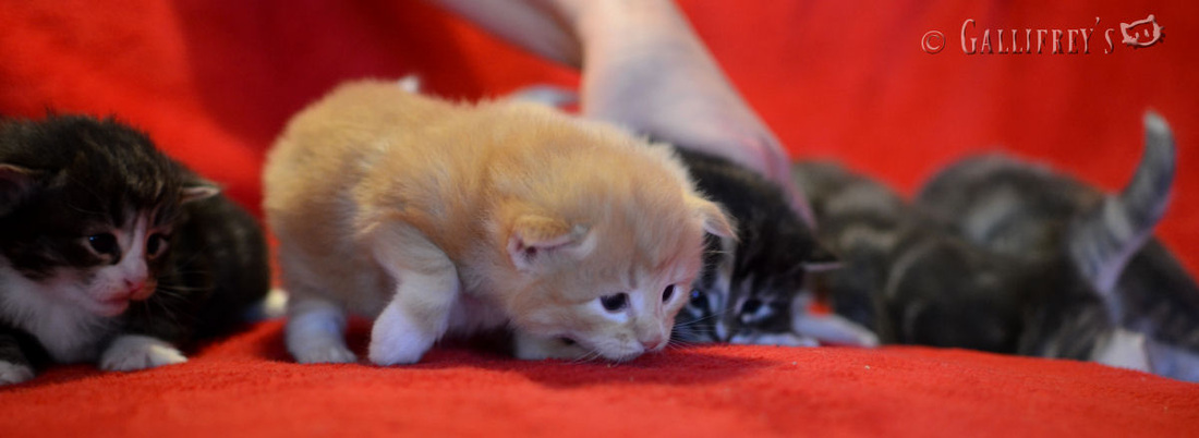 太阳成集团tyc7111cc