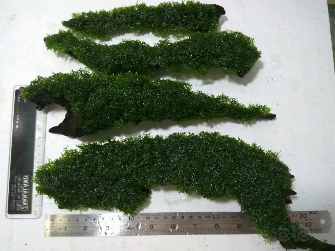 美媒:英国无法找到不认为特朗普傻的大使继任者|太阳成集团tyc7111cc(图4) 太阳成集团tyc7111cc