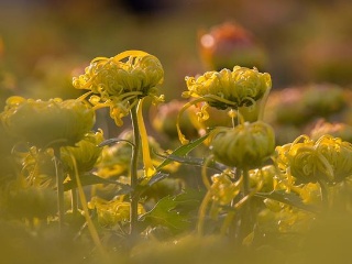 太阳成集团tyc7111cc:绿色快递呼唤社会共促(图4) 太阳成集团tyc7111cc