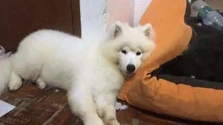 太阳成集团tyc7111cc_如何用鸡蛋去除身体里面的湿气 颗粒越多说明你身体内的湿气越重(图3) 太阳成集团tyc7111cc